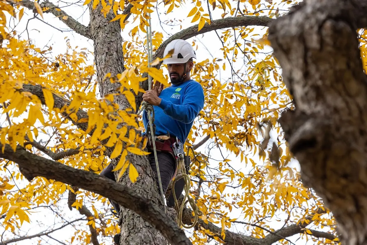 Skilled Tree Planting crew working in Topeka